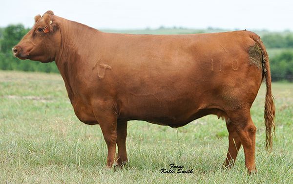 Red Angus Embryos For Sale:  SB10-1248