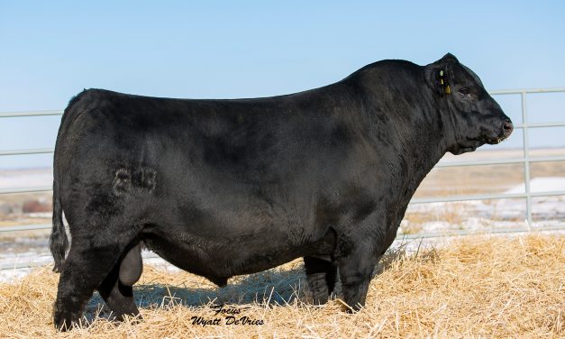 Angus Semen For Sale: SB10-1807