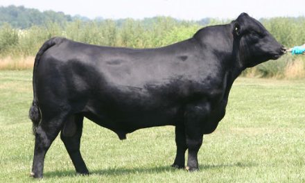 Angus Semen For Sale: SB10-1235