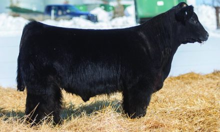 Main Anjou Semen For Sale: SB10-1232