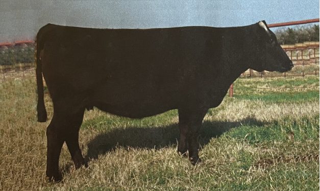 Wagyu Embryos For Sale: SB10-1248