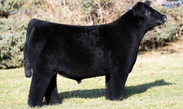 Club Calf Semen For Sale:  SB10-1269