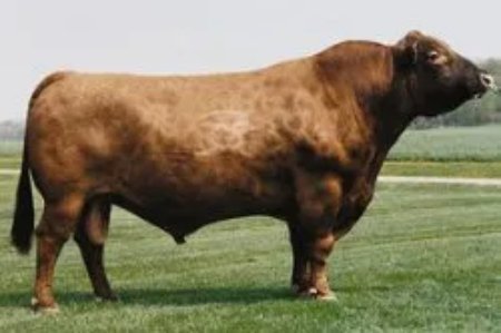 Red Angus Semen For Sale:  SB10-2772