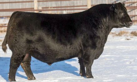 Angus Semen For Sale: SB10-1708