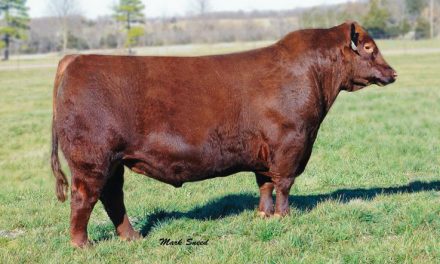 Red Angus Semen For Sale: SB10-1694