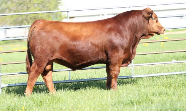 Gelbvieh Semen For Sale: SB10-1795