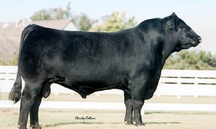 Angus Semen For Sale: SB10-1290