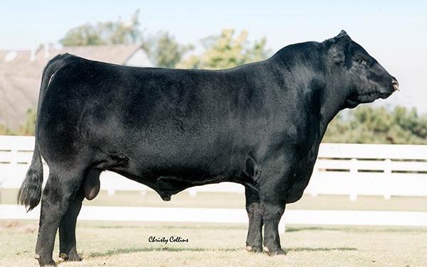 Angus Semen For Sale: SB10-1290
