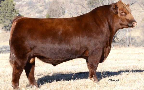 Red Angus Semen For Sale: SB10-1318