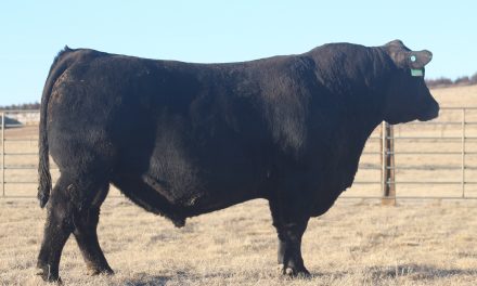 Angus Semen For Sale: SB10-1772