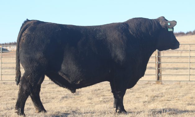 Angus Semen For Sale: SB10-1772