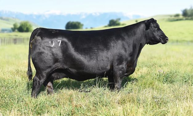 Angus Embryos For Sale: SB10-1339