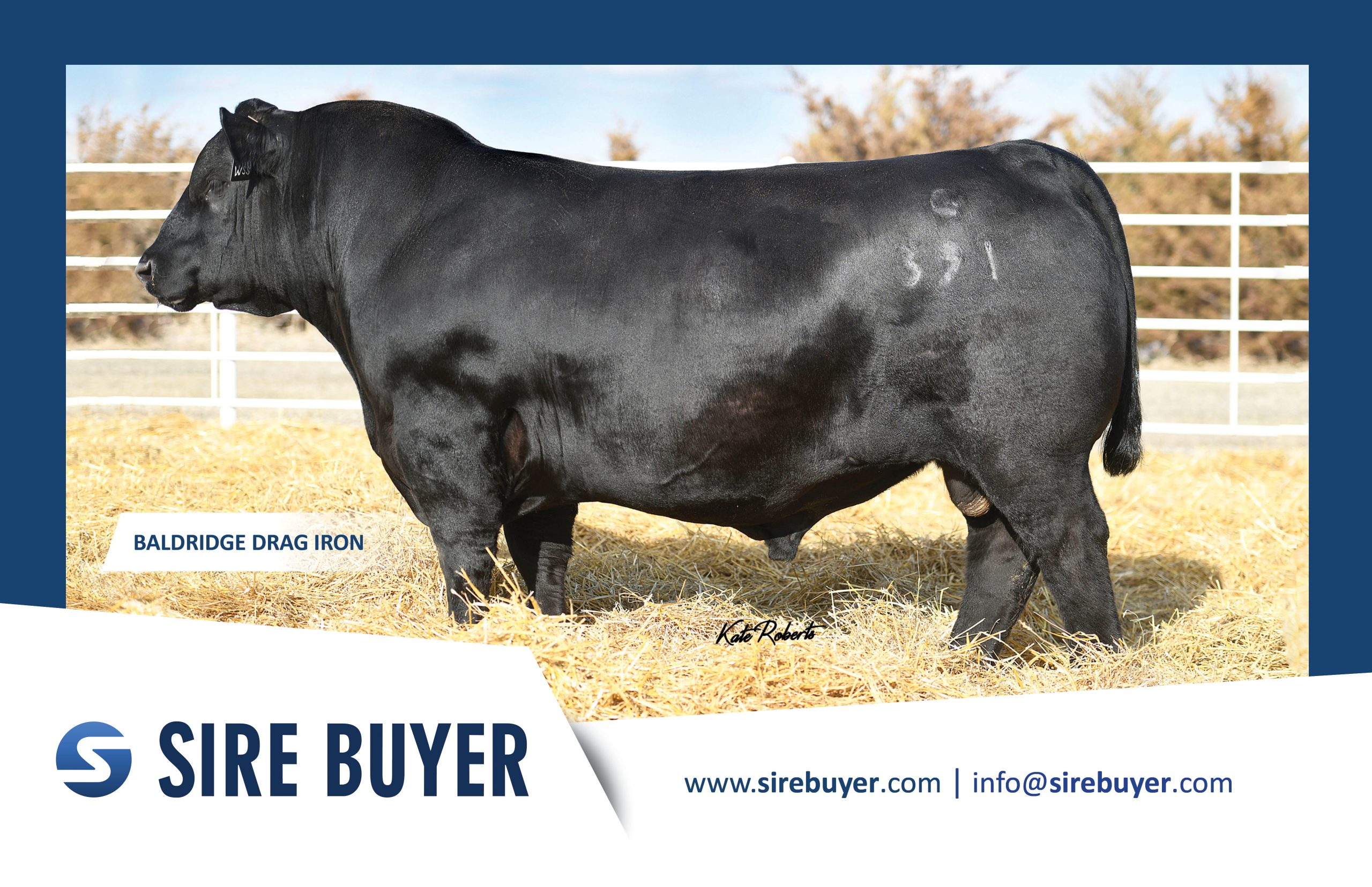 Postcard - Bulls - baldridge drag iron sirebuyer