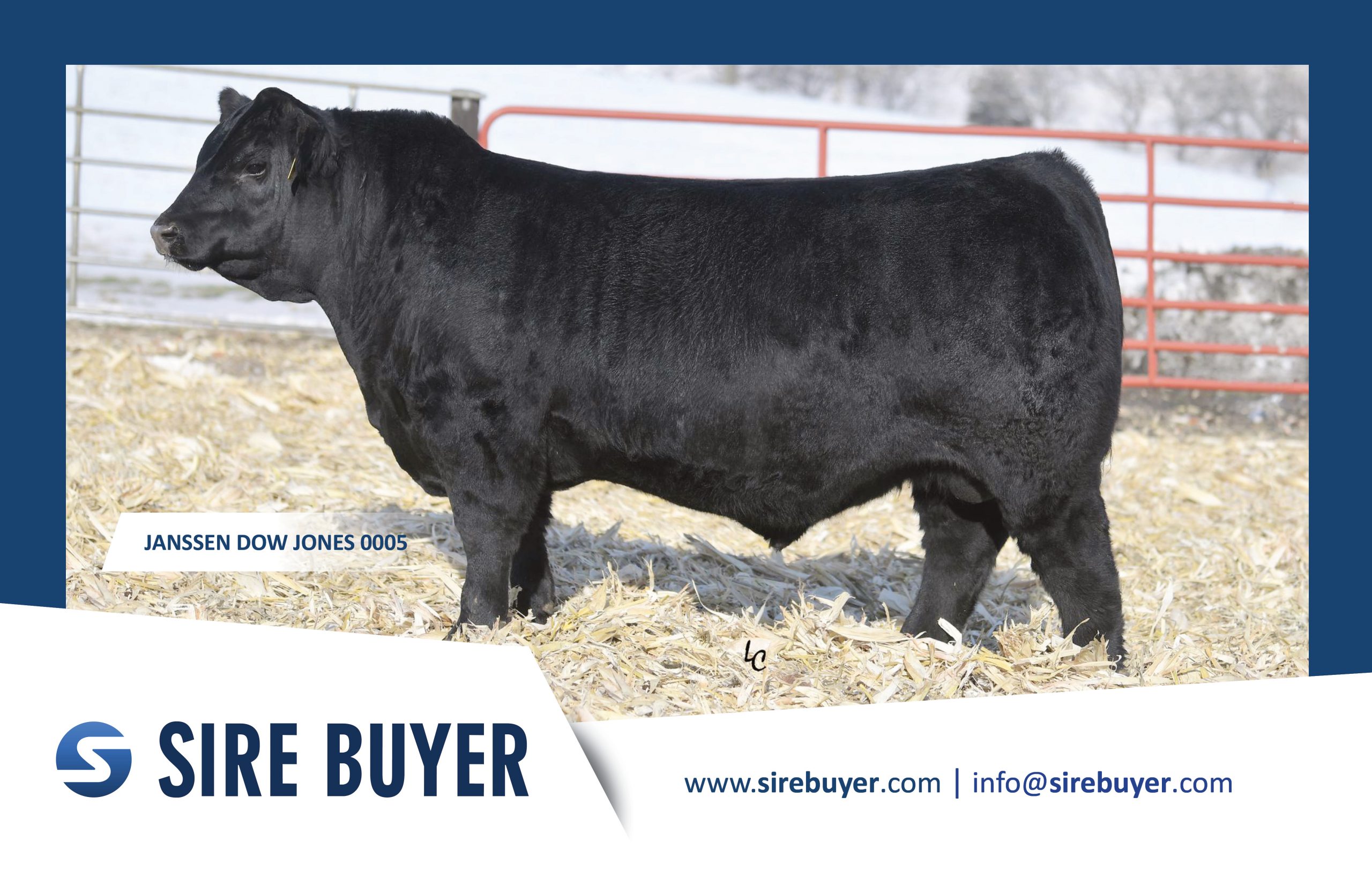 Postcard - Bulls - janssen dow jones 0005 sire buyer