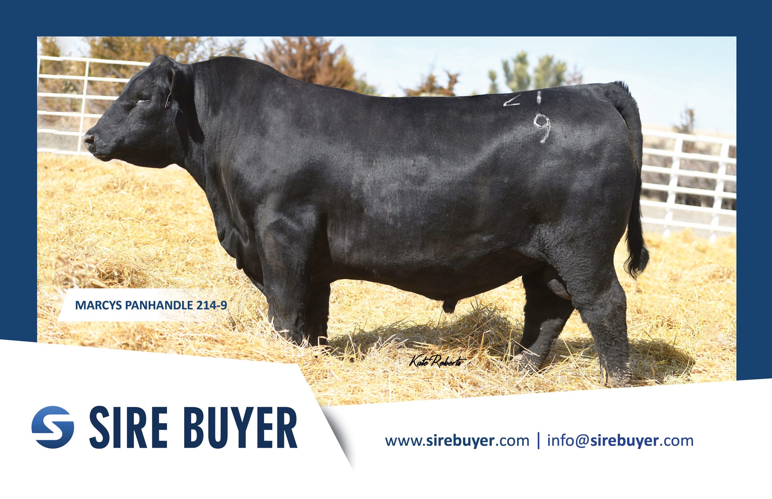 Postcard - Bulls - marcys panhandle sirebuyer