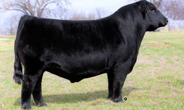 Angus Semen For Sale: SB10-1831