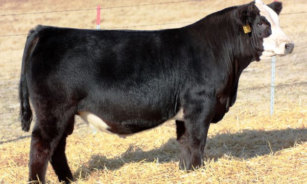 Simmental Semen For Sale: SB10-1764