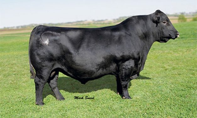 Angus Semen For Sale: SB10-1714
