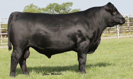 Angus Semen For Sale: SB10-1356