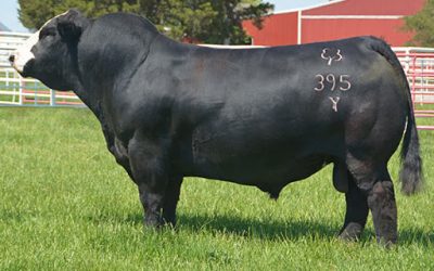 Simmental Semen For Sale:  SB10-4546