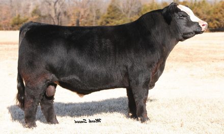 Simmental Semen For Sale:  SB10-1771