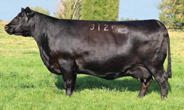 Angus Embryos For Sale: SB10-1421