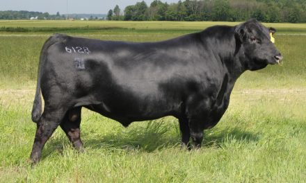 Angus Embryos For Sale:  SB10-1862