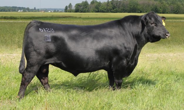 Angus Embryos For Sale:  SB10-1862