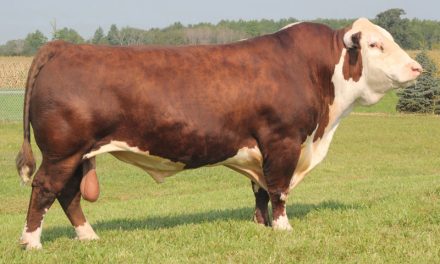 Hereford Semen Wanted: SB10-1446