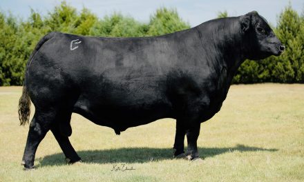 Angus Semen For Sale: SB10-1851