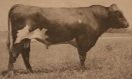 Shorthorn Semen For Sale:  SB10-1481