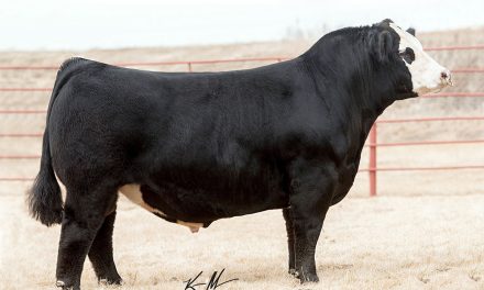 Simmental Semen For Sale: SB10-1420