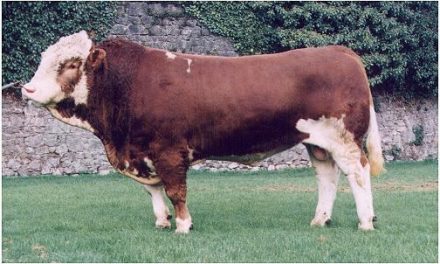 Fleckvieh Semen For Sale: SB10-1863