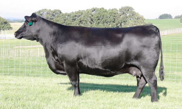 Angus Embryos For Sale:  SB10-1423