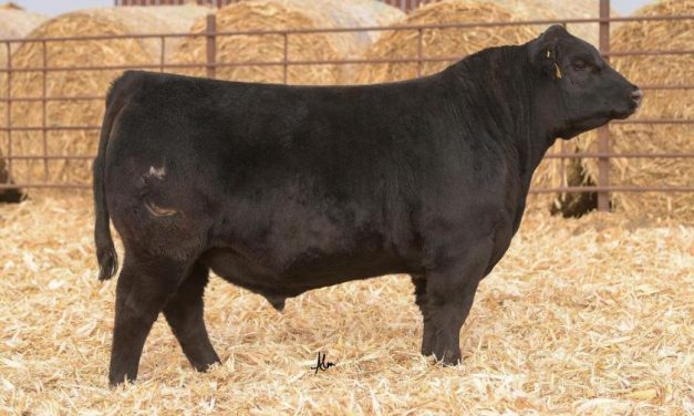 Angus Semen For Sale:  SB10-1968