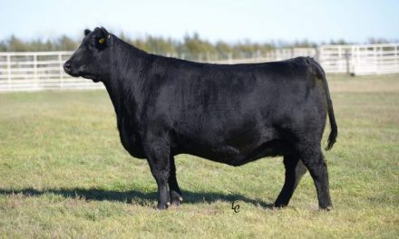 Angus Embryos For Sale: SB10-1418