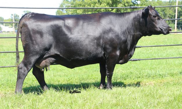 Angus / Maine Anjou Embryos For Sale: SB10-1852