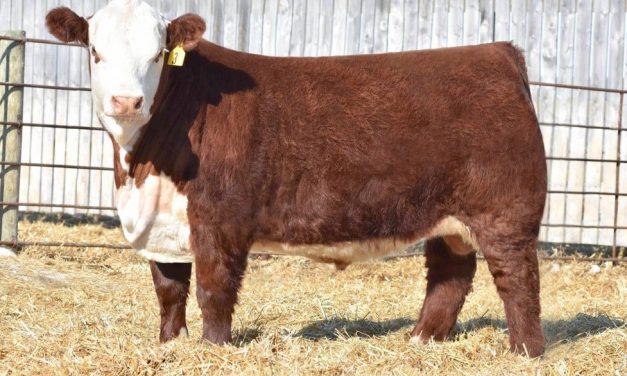 Hereford Semen For Sale:  SB10-1431