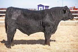 Angus Semen For Sale:  SB10-1429