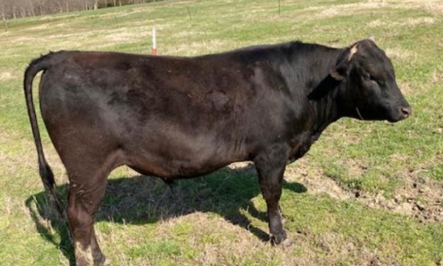 Wagyu Semen For Sale: SB10-1478