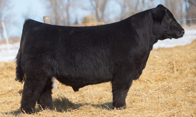 Club Calf Semen For Sale:  SB10-1908