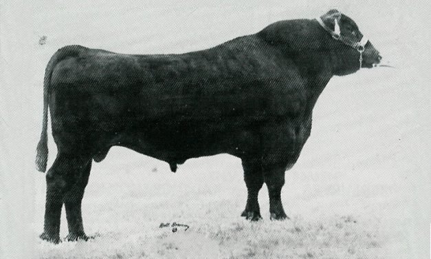 Angus Semen For Sale:  SB10-3906