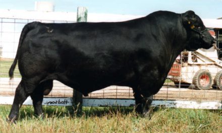 Angus Semen For Sale:  SB10-1526