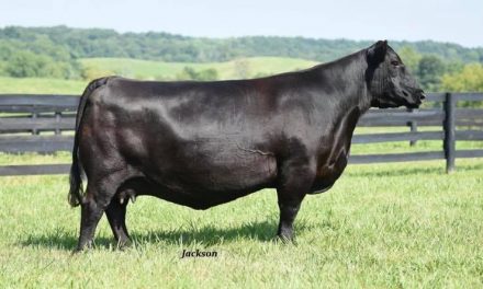 Angus Embryos For Sale:  SB10-1522