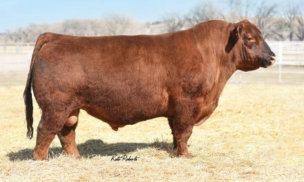 Angus Semen For Sale:  SB10-1530