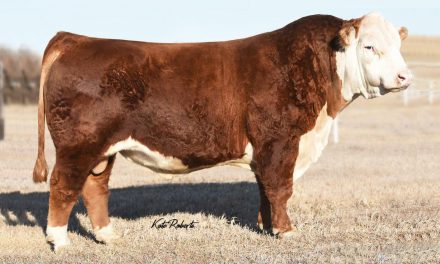 Hereford Semen For Sale: SB10-1567