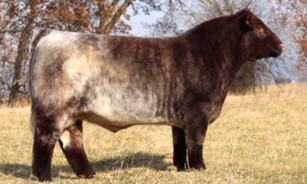 Shorthorn Semen For Sale:  SB10-1550
