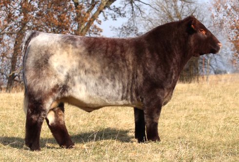 Shorthorn Semen For Sale:  SB10-1550
