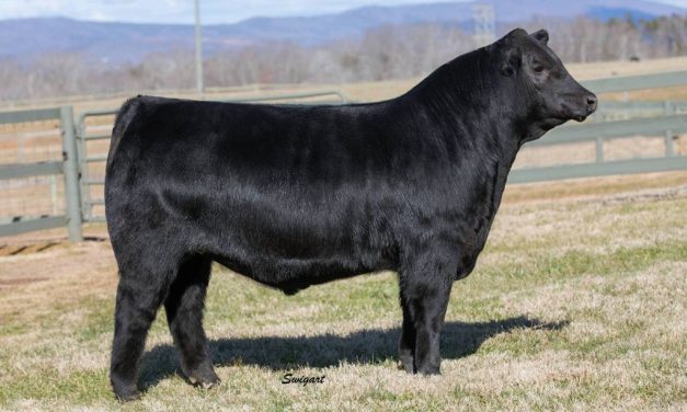 Angus Semen For Sale:  SB10-1532