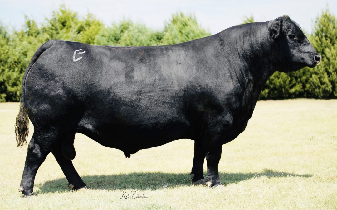 Angus Semen For Sale:  SB10-4739